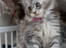 Ready Soon GCCF tabby champion line pure pedigree