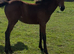 Miracle..Gorgeous English Warmblood X Filly.