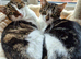 Female cats can leave together