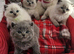 6 adorable bsh kittens