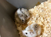 Russian dwarf hamsters
