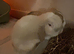 3 rabbits for sale