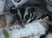 Beautiful baby male sugarglider