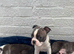 Brindle Boston terrier litter