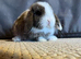 2 mini lop boys now ready to go