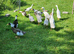 13 Indian Runner Ducks for Sale