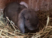 Mini lop blue girl