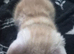 Kittens chinchilla Persian