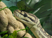 Coastal x Irian Jaya?.. female