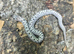 Super Arctic het Toffee Western Hognose at Birmingham Reptiles
