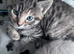 2 beautiful female kittens