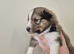 SHELTIE PUPS READY JULY 22ND