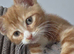 Female kitten for sale