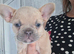 French bulldog pups