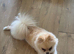 Lovely little Pom girl looking for her forever home.