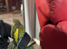 Patagonian Conure