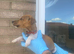 Traditional miniature Jack Russell