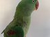 Tame Alexandrian parrot