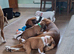 Boxer  puppies forsale