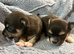 stunning chihuahuas