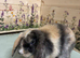 Mini Lop Bunnies
