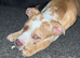 American bull x staff