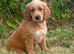 1 BOY LEFT!! STUNNING GOLDENDOODLE PUPPIES