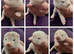 Gorgeous Angora x ferret kits