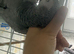 Supertame and Chatterbox African Grey