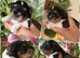 5* KC Tri-Colour Parti & Black Mini Schnauzer