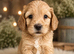 Beautiful Multigen Cockapoo Puppies