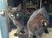 1 boy 1 girl left chocolate tabby