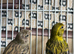 Stunning miniature Raza canary pair