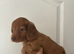 Long Haired Miniature Dachshund