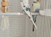 Quality Lovely pied Budgies pair 3 months