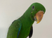 Beautiful Eclectus HandReared baby parrot