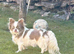 Stunning lilac parti Longcoat female