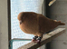 AFGHAN PIGEONS