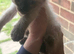 Ragdoll pure bred kitties Rare mink chocolate seal & seal point