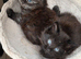 Adorable maine coon kittens