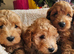 Ready, breeder, 4 dna clear red small miniature cockapoo litter