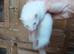 GENUINE MICRO FERRETS