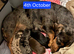 3 beautiful Mini Dachshunds.