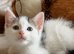 Adorable Kittens Looking for Loving Homes