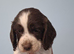 Springer puppies for sale