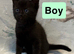 2 male kittens