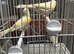 Dimorphic canary’s for sale
