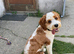 9 month Cavapoochon