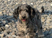 Lola stunning 5 month old merle girl
