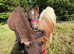 2026 Filly to make 10.2hh